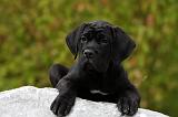 CANE CORSO 854